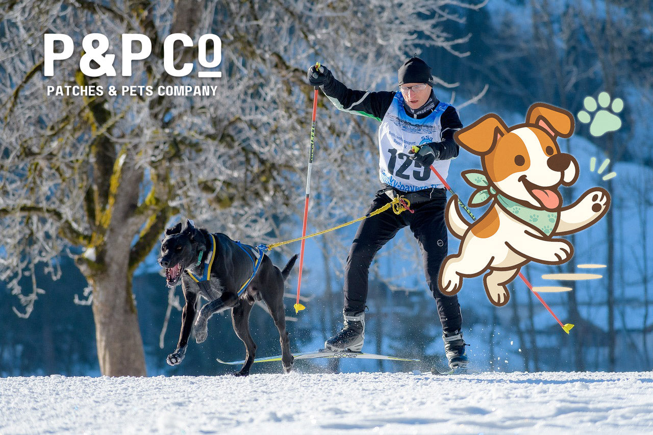 Dog getting exercise by skijoring with owner