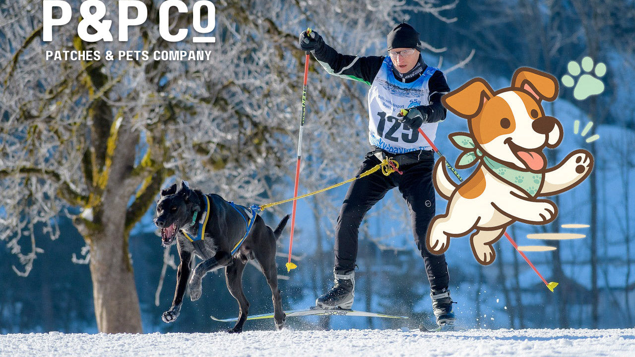 Dog getting exercise by skijoring with owner