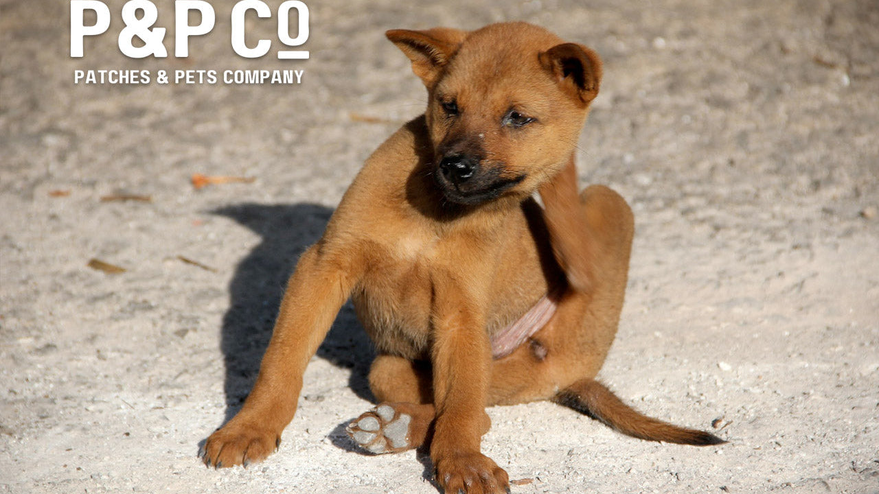 Dog with allergies scratching