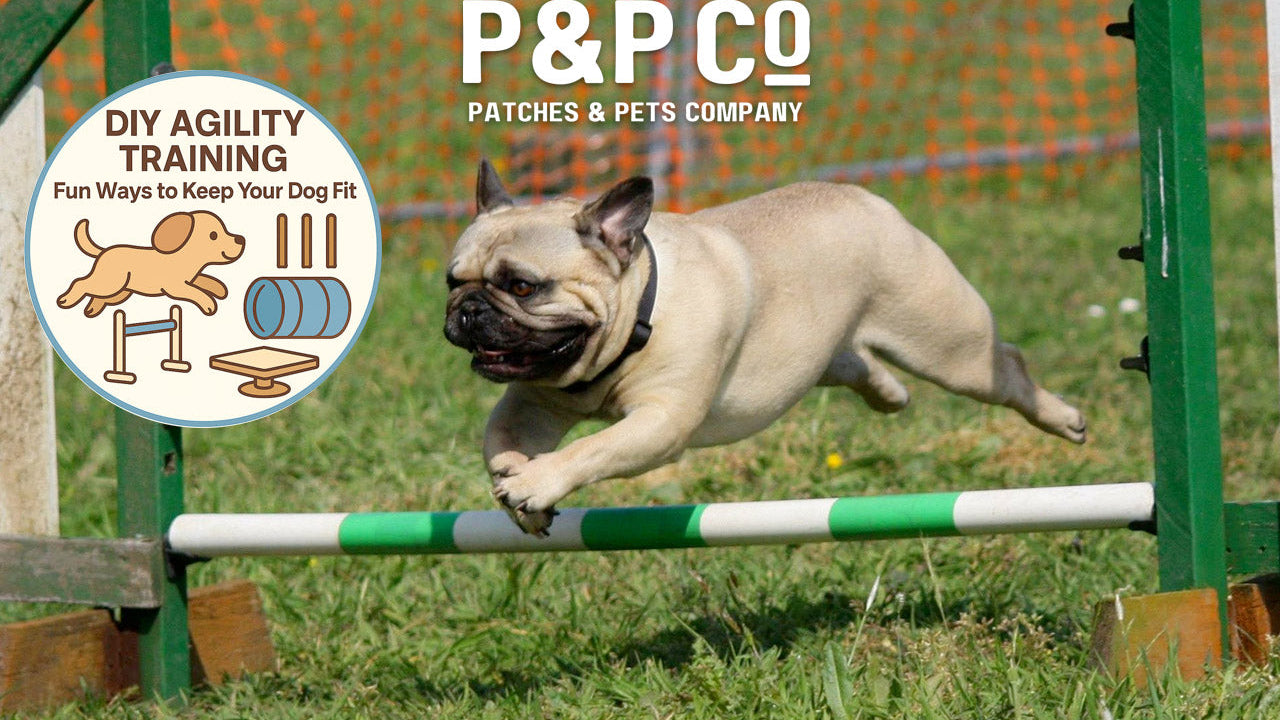 Cover image for blog post of a bulldog jumping on an agility course