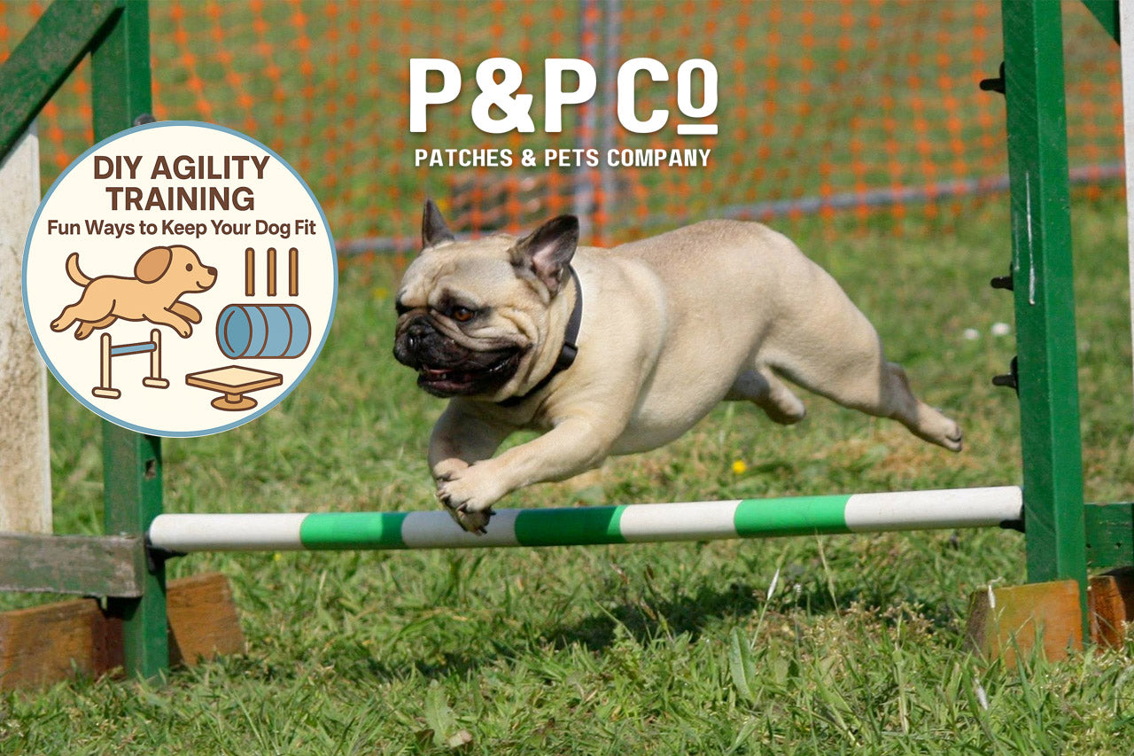 Cover image for blog post of a bulldog jumping on an agility course