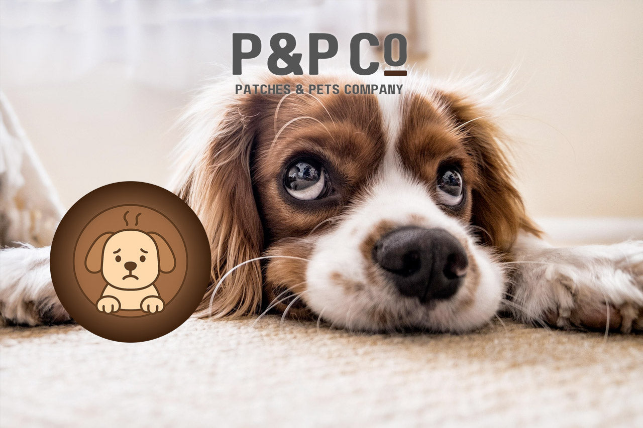 How to Reduce Anxiety in Dogs: Calming Techniques and Products That Actually Work