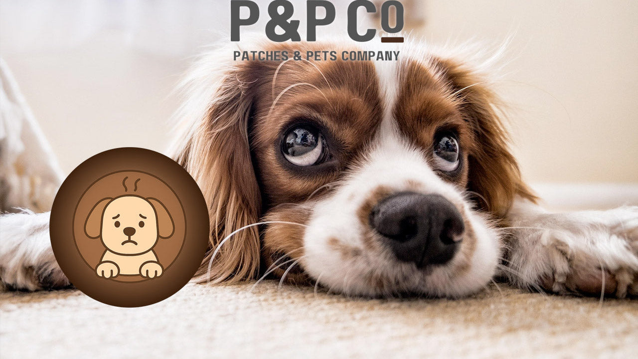 How to Reduce Anxiety in Dogs: Calming Techniques and Products That Actually Work