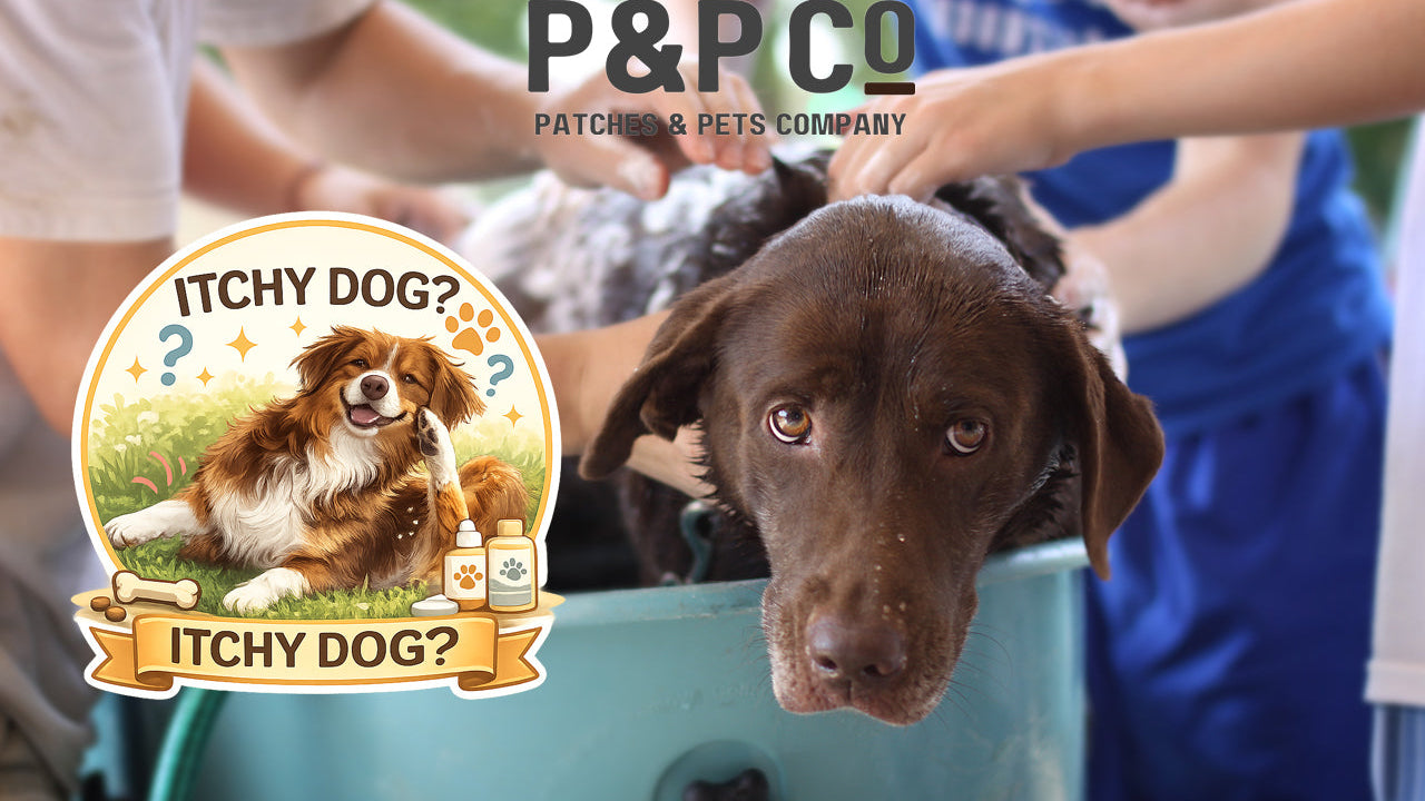 How to help you itchy dog with proper bathing techniques