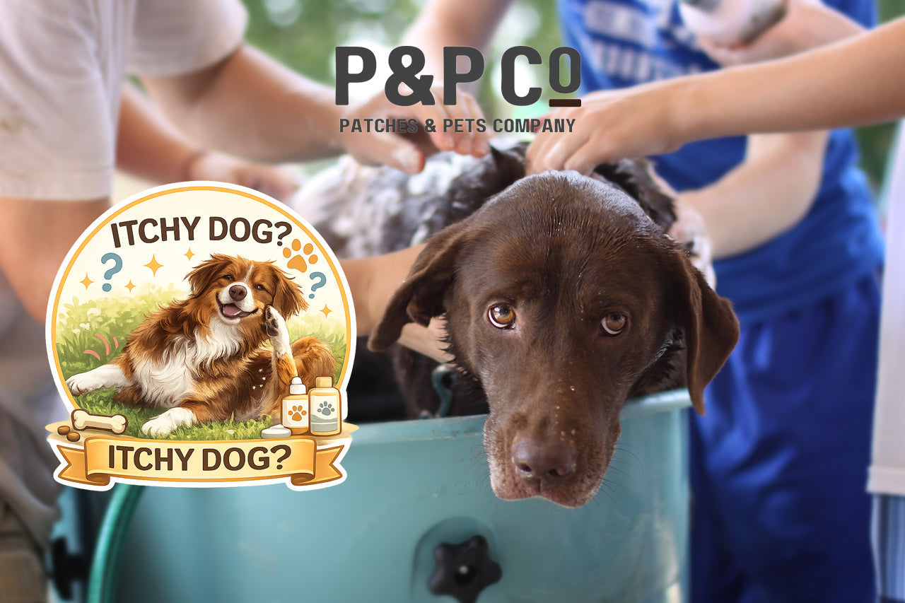 How to help you itchy dog with proper bathing techniques