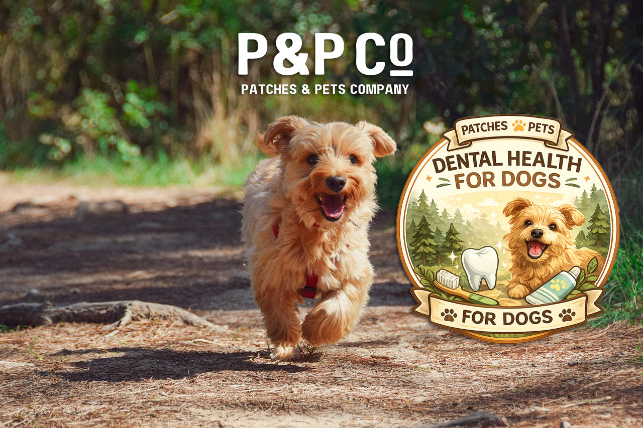 Lead image for blog post on dog dental care