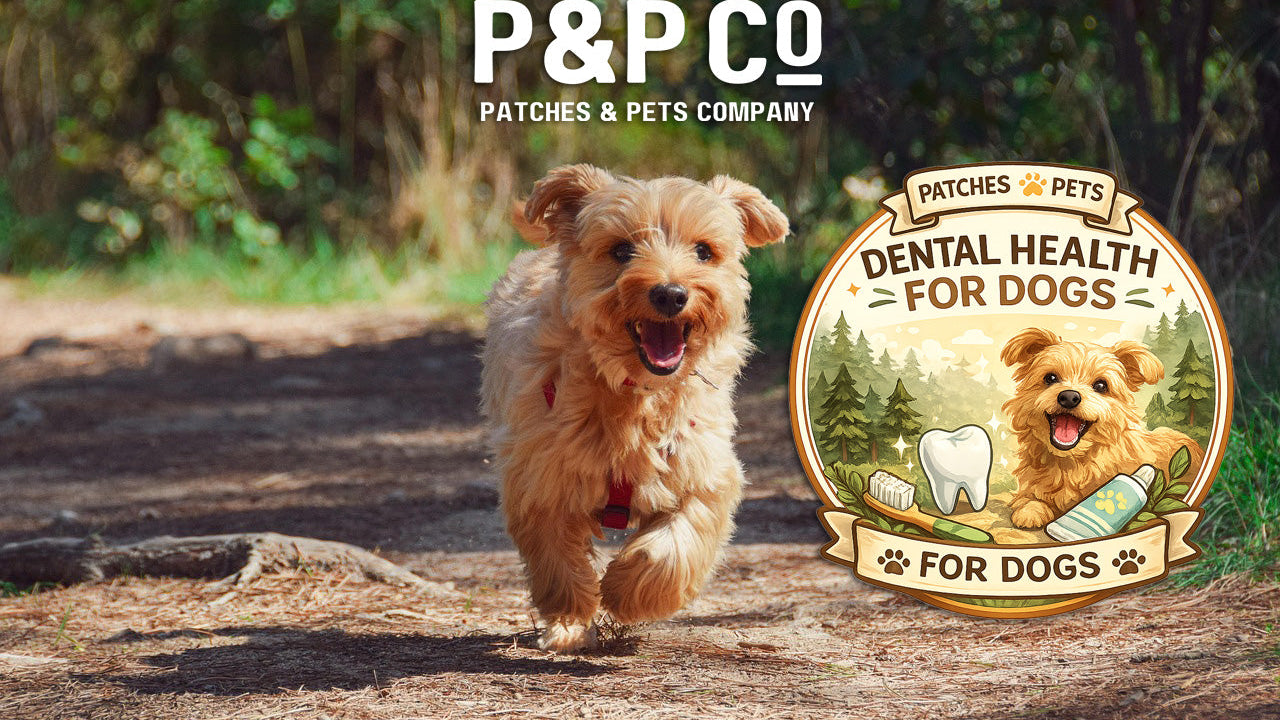 Lead image for blog post on dog dental care
