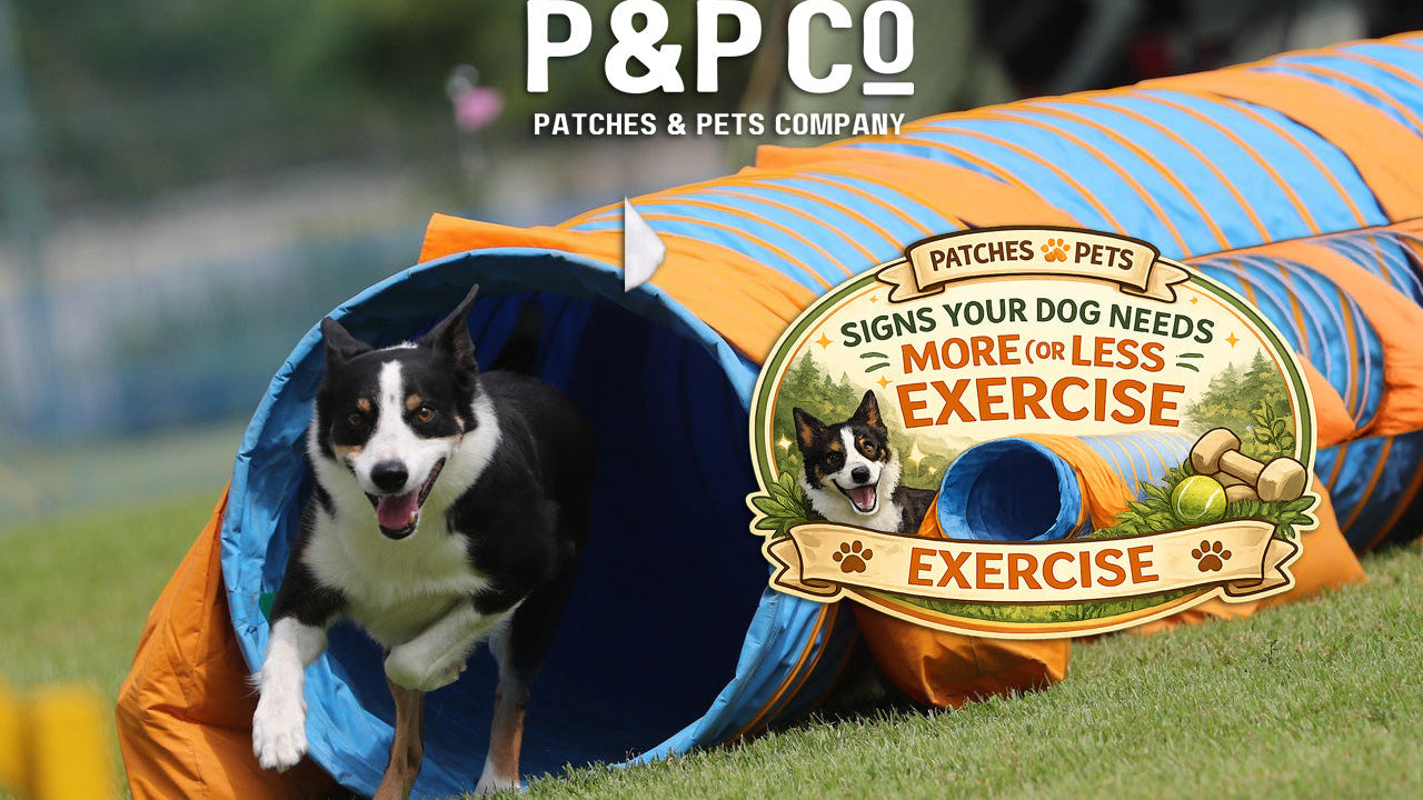 Lead image for a blog post on how much exercise your dog needs