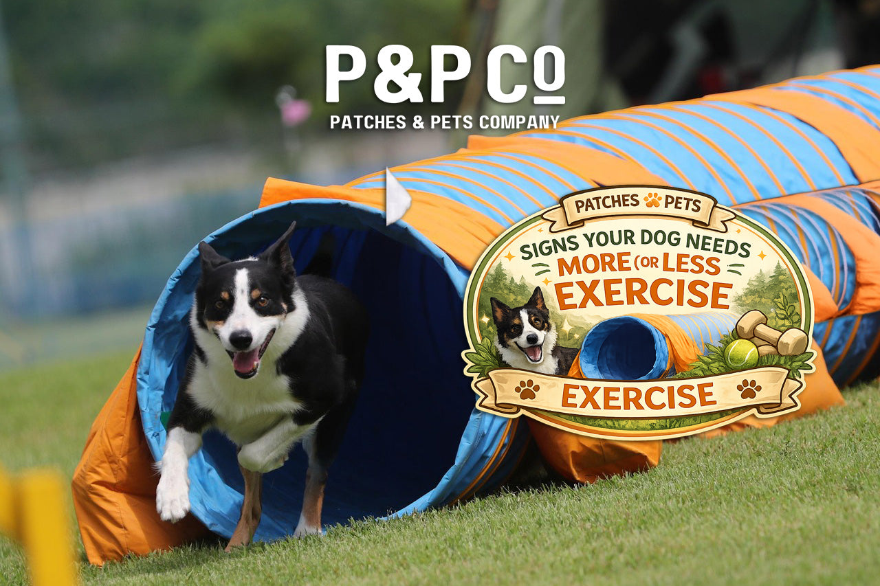 Lead image for a blog post on how much exercise your dog needs