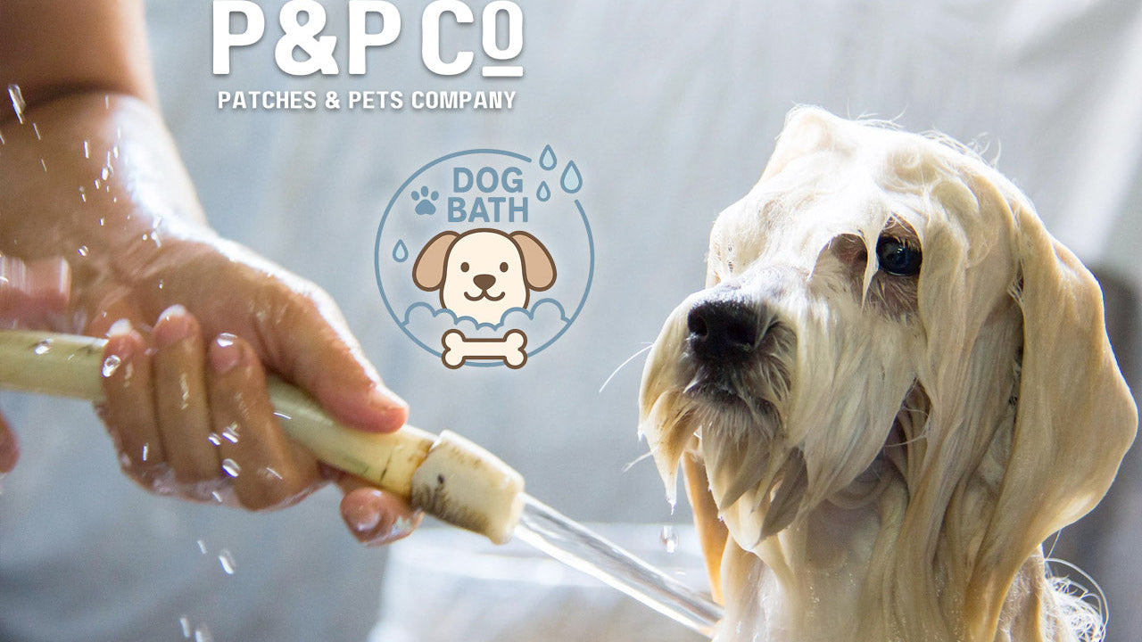 Photo of a dog getting a bath