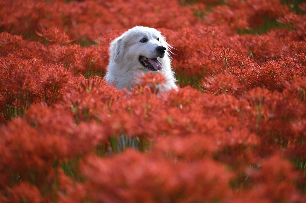 White dog in a field of red flowers