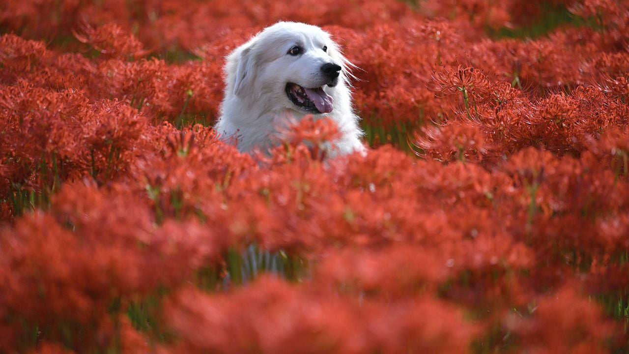 White dog in a field of red flowers