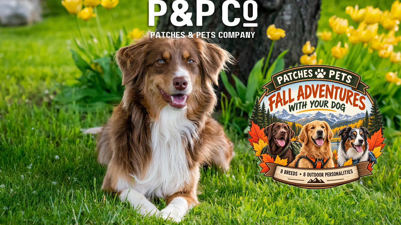Lead image for blog post on dogs and ideal owners for fall adventures