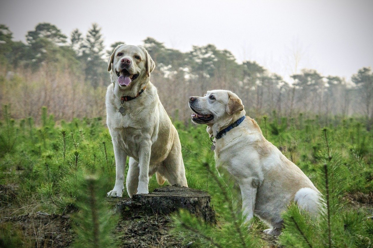 Two labradors in a field