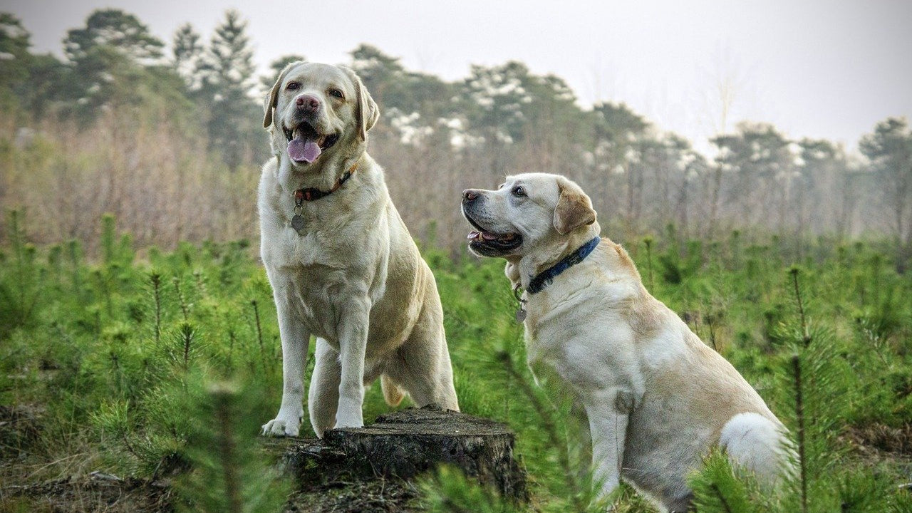 Two labradors in a field