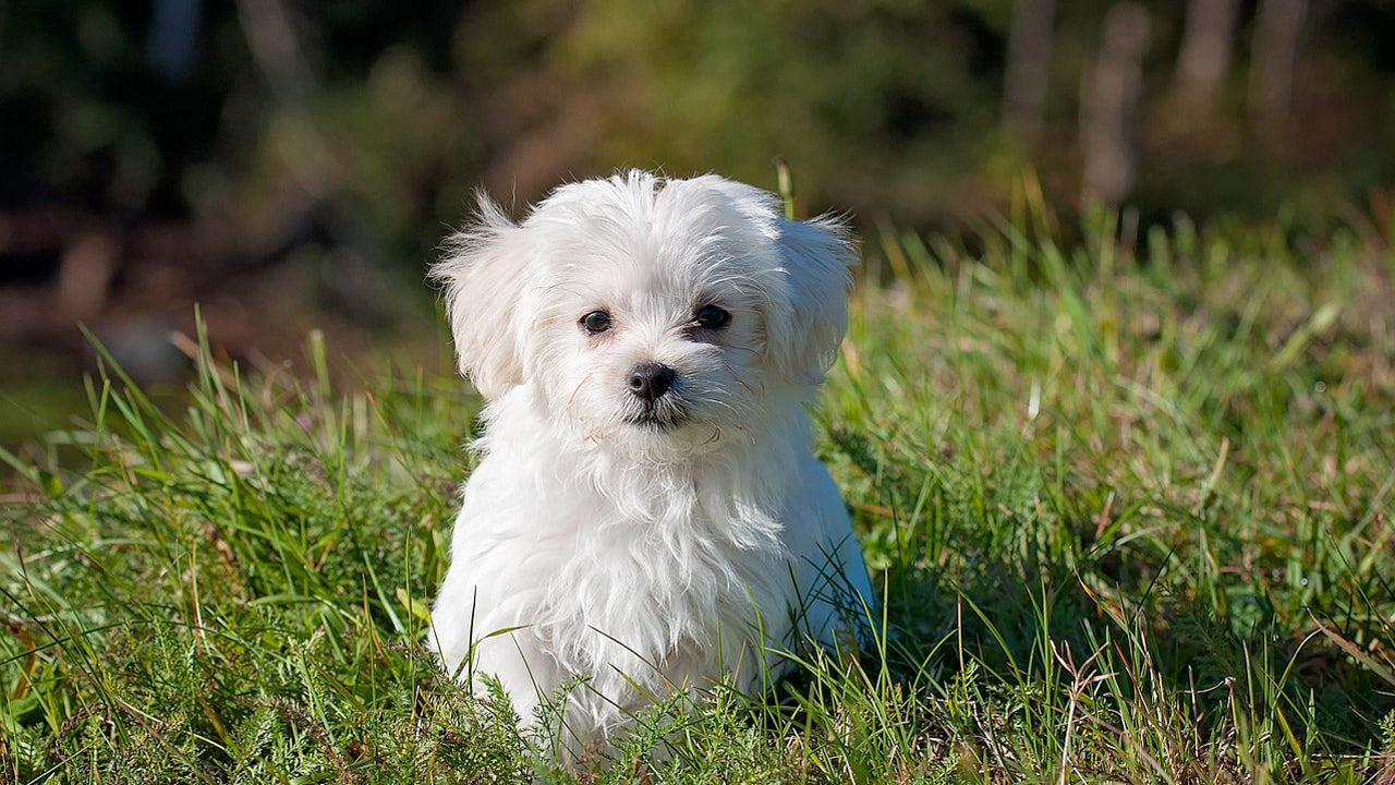 White Maltese dog in green grass