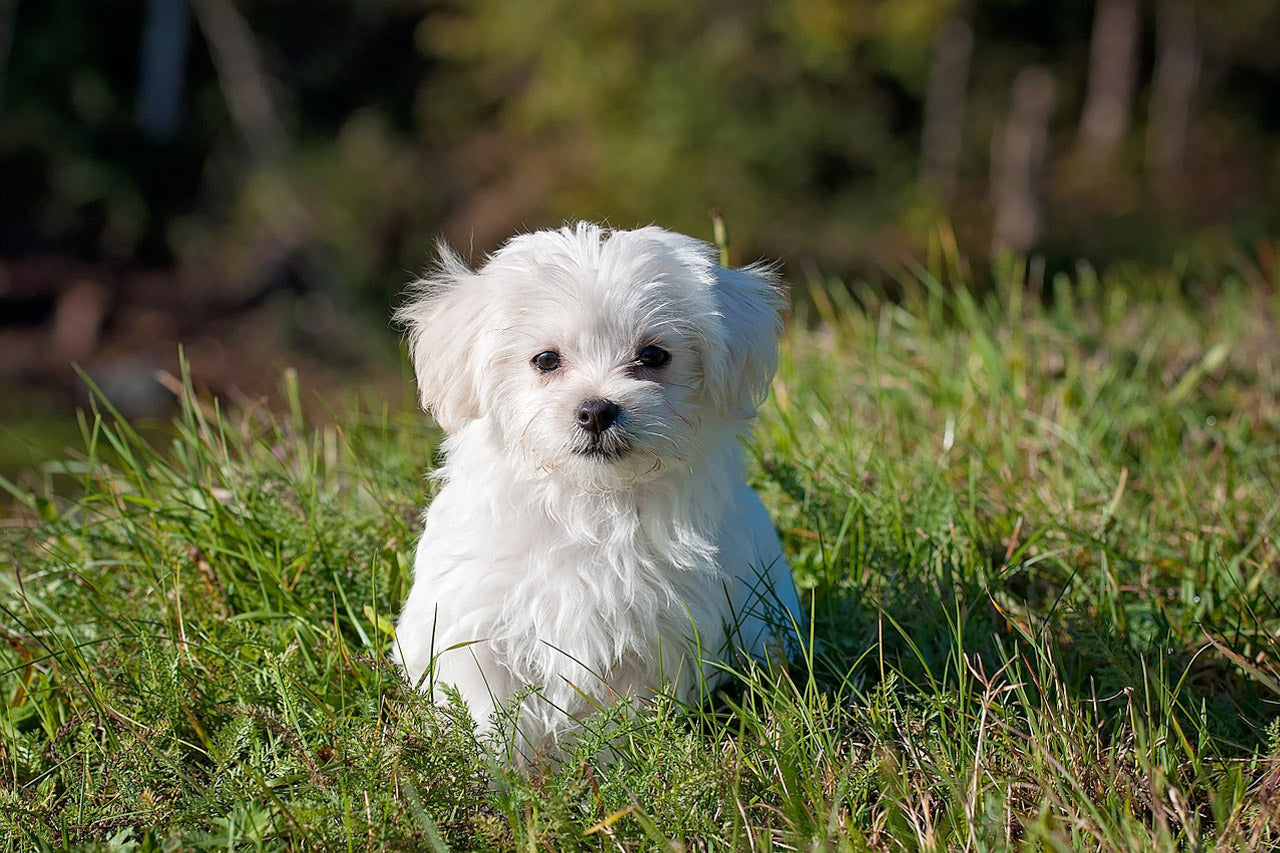 White Maltese dog in green grass