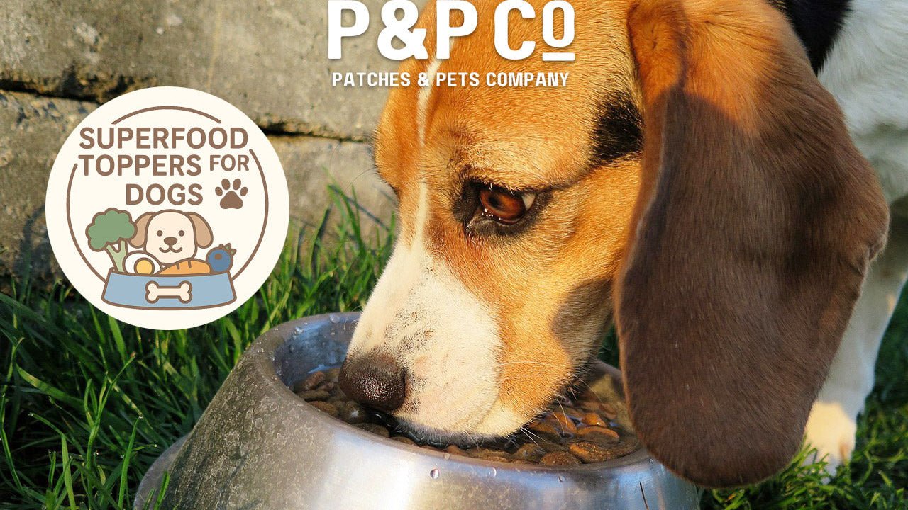 dog eating a bowl of food with superfood toppings added