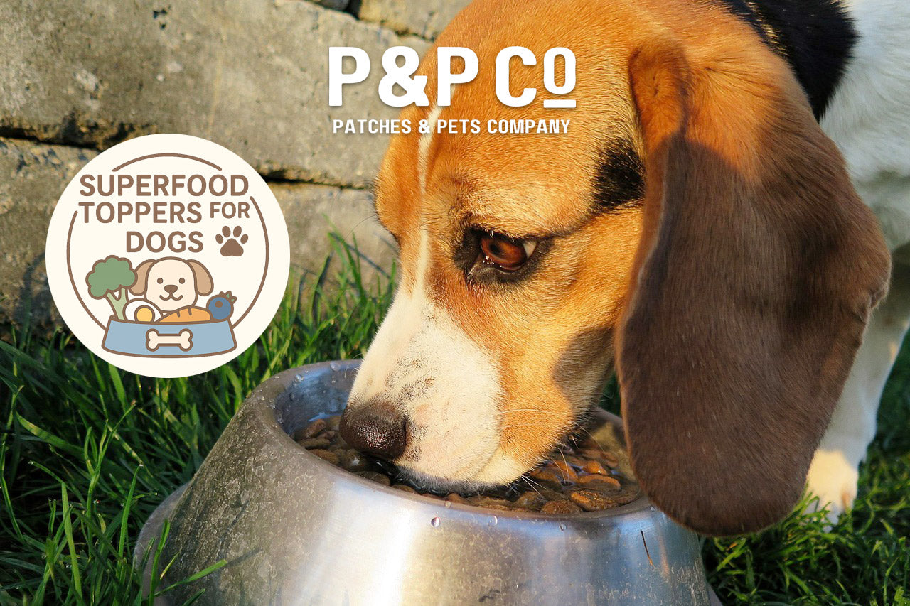 dog eating a bowl of food with superfood toppings added
